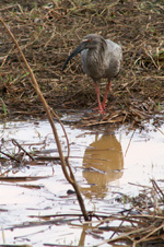 Ibis plombé